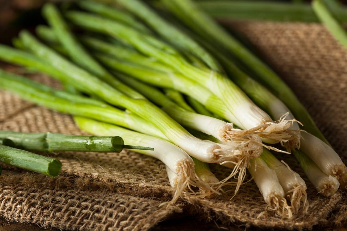 bunching onion